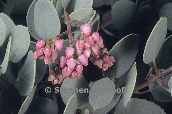 arctostaphylos viscida 1 graphic